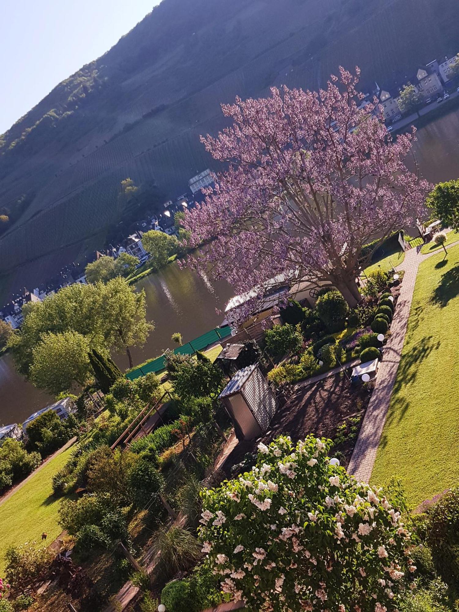 Zum Blauglockenbaum Leilighet Zell an der Mosel Eksteriør bilde